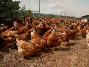 Gallinas Felices