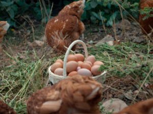 Huevos Felices